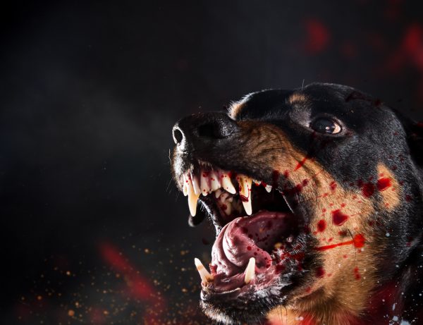 Ferocious Rottweiler barking mad on black background.