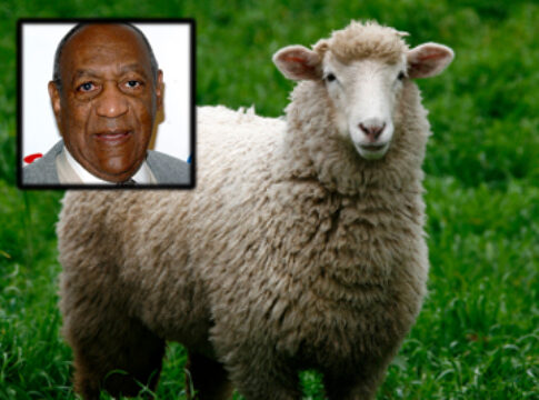Bill Cosby Sheep