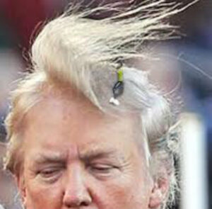 chump toupee wind