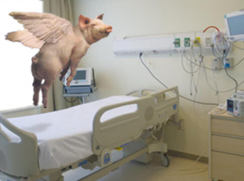 hospital-room-pig