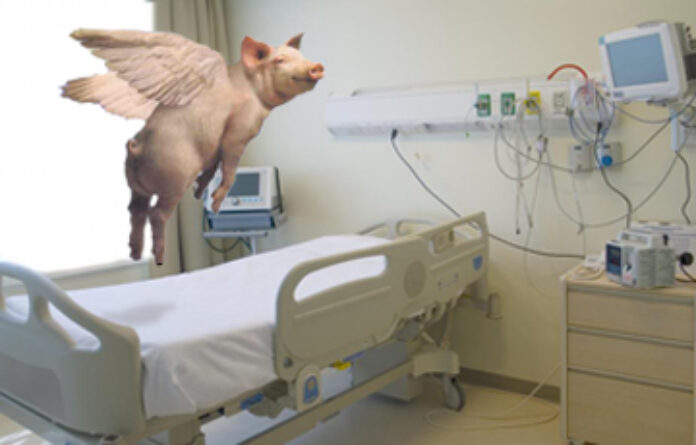 hospital-room-pig