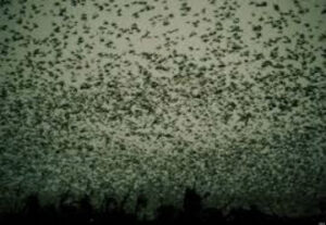 plague of locusts