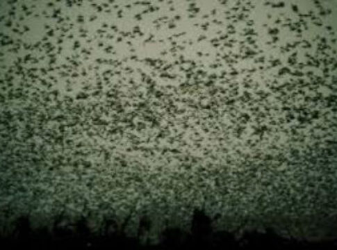 plague of locusts