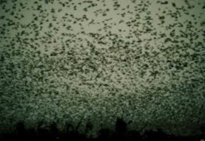 plague of locusts