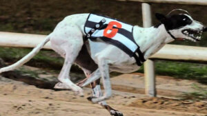 clares-rocket-greyhound-dog_3847498