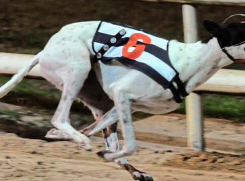 clares-rocket-greyhound-dog_3847498