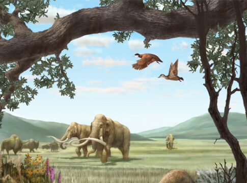 no religion before humans