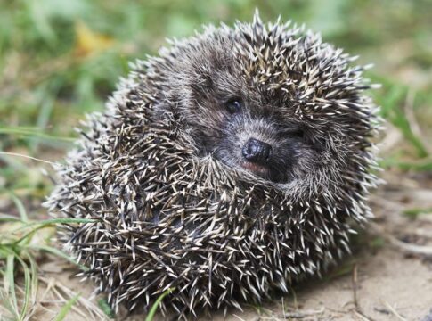hedgehog ball