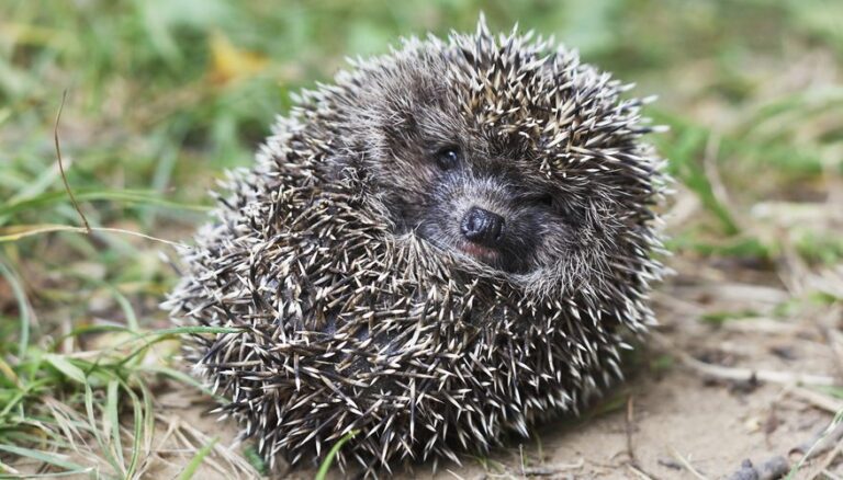 Green Party Member Prosecuted For Driving Recycled Road Kill