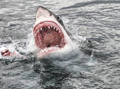 shark attack michael phelps great white shark