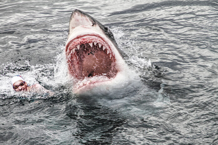 shark attack michael phelps great white shark