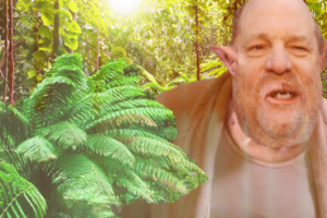 weinstein jungle celebrity