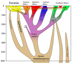 722px-Homo_sapiens_lineage.svg