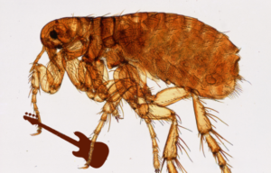 Flea Aphaniptera bass