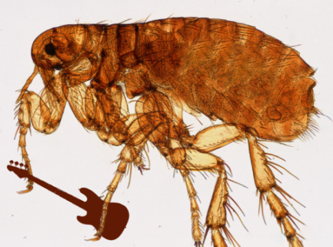 Flea Aphaniptera bass