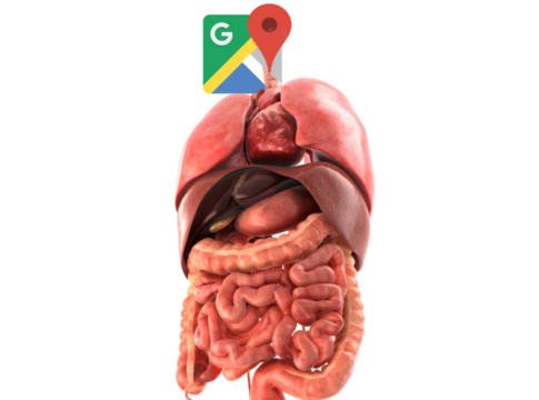 human_internal_organs_3d_google maps