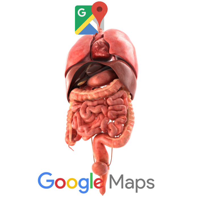 human_internal_organs_3d_google maps