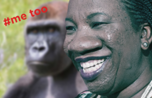 me too creator jungle