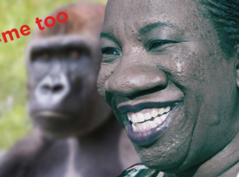 me too creator jungle