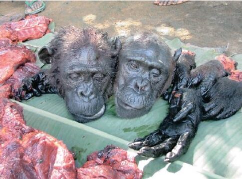 bushmeat africa ebola