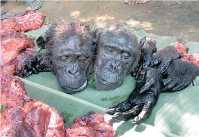 bushmeat africa ebola