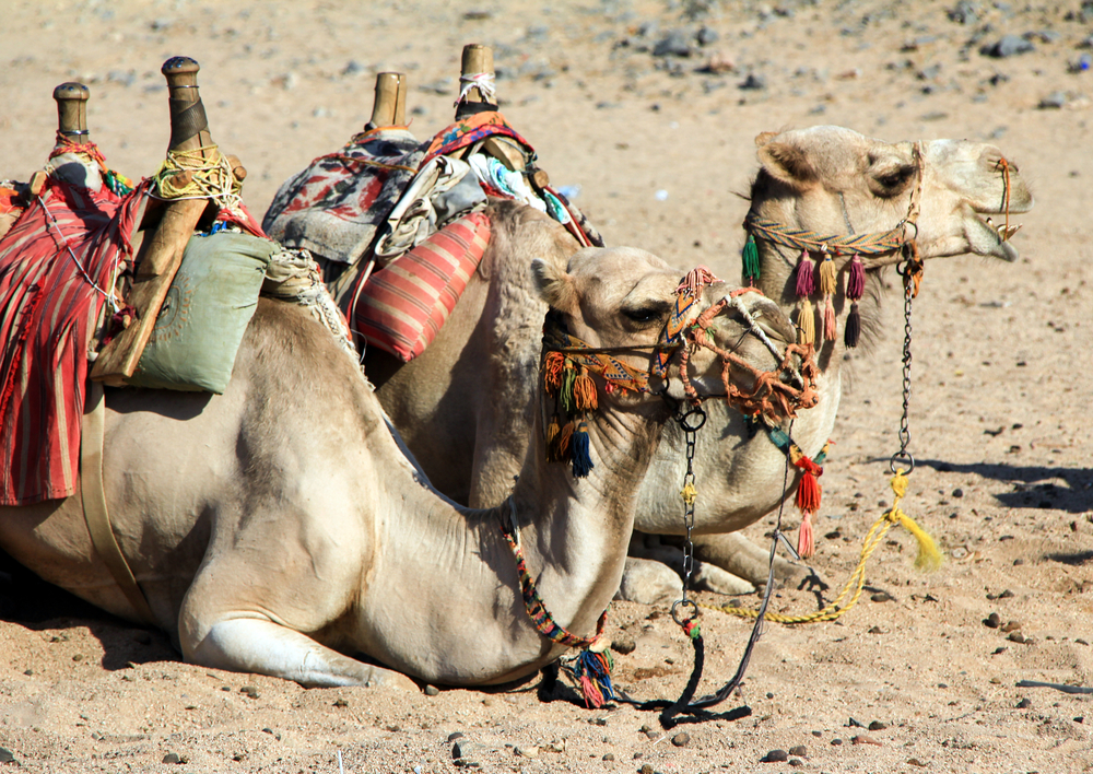 camels
