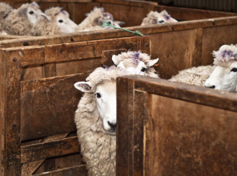 Sheep house of commons