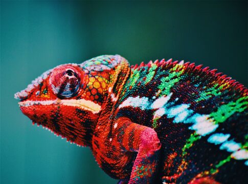 chameleon misconceptions true
