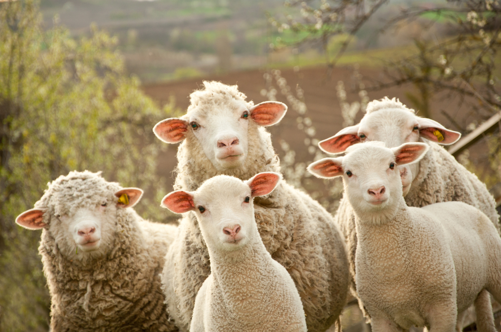 Sheep and lambs new zealand