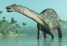 Dicraeosaurus dinosaur