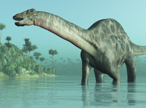 Dicraeosaurus dinosaur