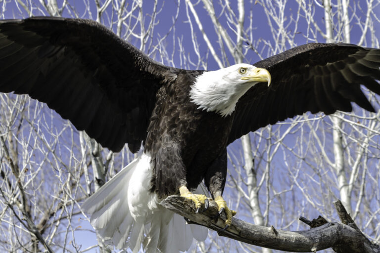 Sign the Petition For President Trump to Pardon Roger Stone