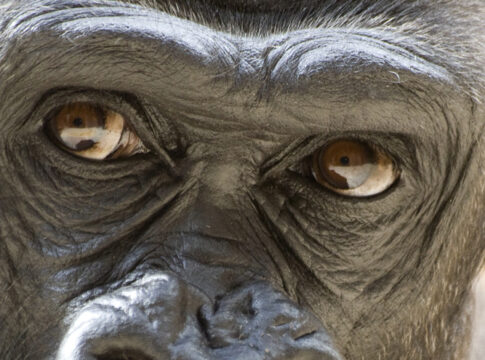 monkey ape portrait