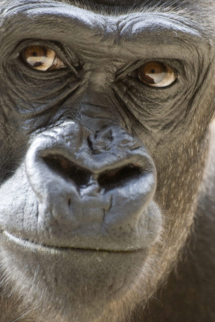 monkey ape portrait