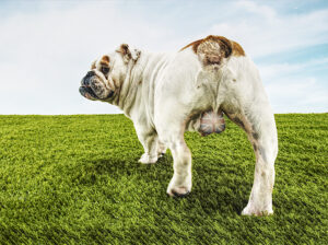 bulldog-britannia-brexit day