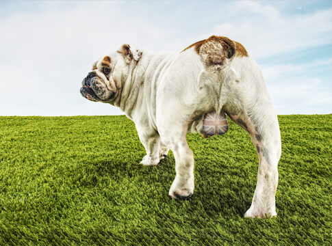 bulldog-britannia-brexit day