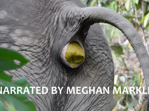 Narrated by meghan markle