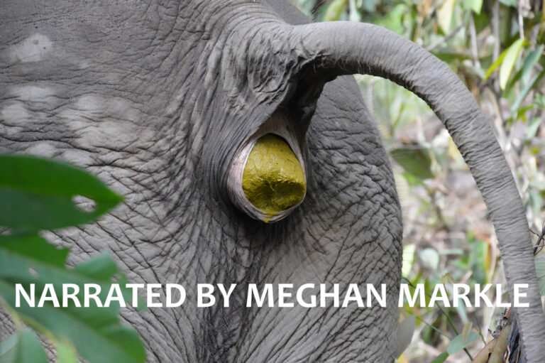 Meghan Markle Narrates Elephant Movie For Disney
