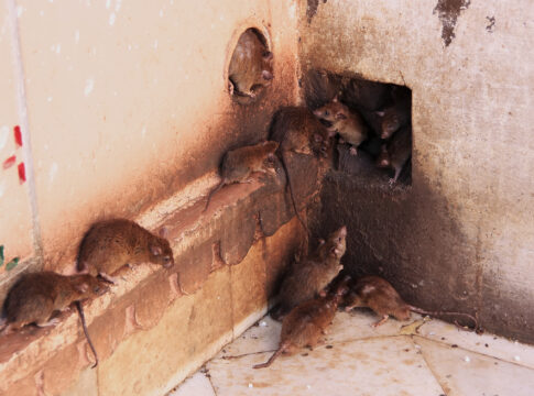 chinese restaurant rats hantavirus