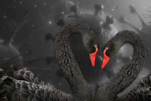 Black swans coronavirus