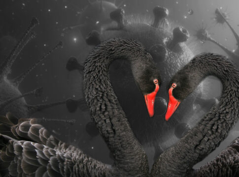 Black swans coronavirus