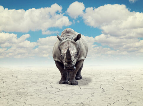 rhino in a desert