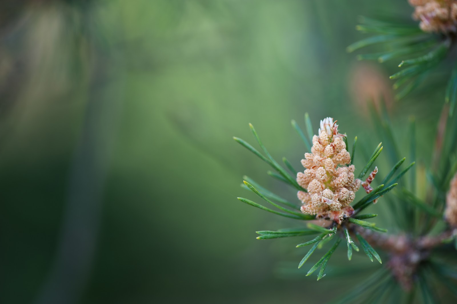 Male cones of Scots pine
