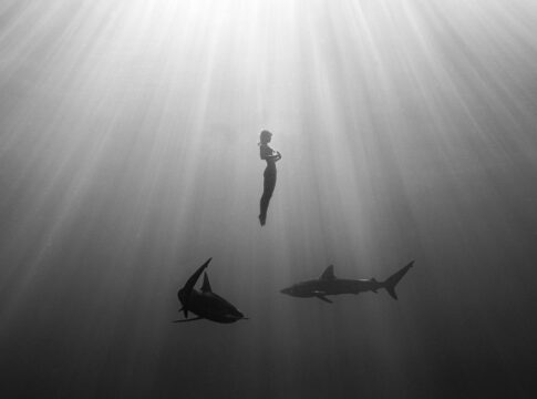 sharks MARISA PAPEN