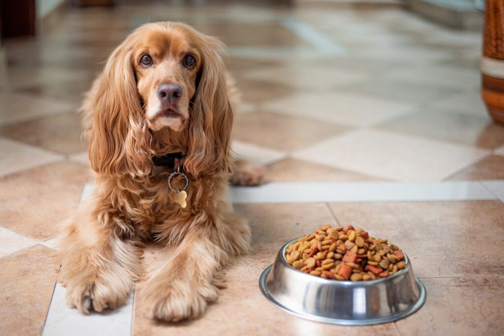 english-cocker-spaniel-5937760_1280