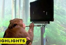 monkey playing pong