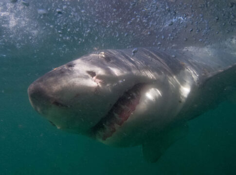 Great white shark Instagram influencer