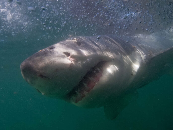 Great white shark Instagram influencer