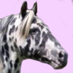 appaloosa