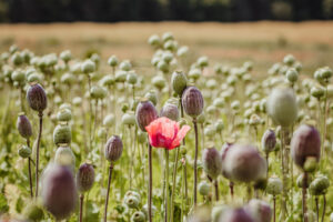 taliban heroin afghanistan